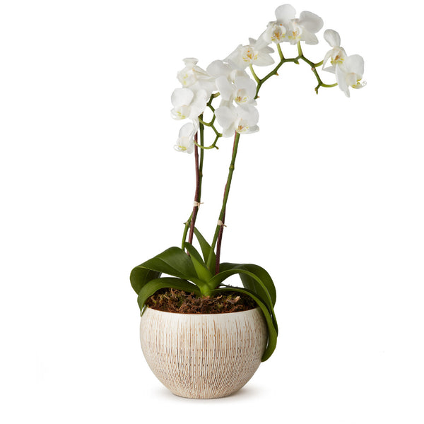AERIN Amelie Cachepot AERIN Amelie Cachepot