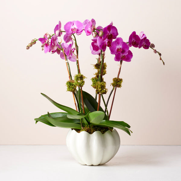 AERIN Mirabelle Cachepot AERIN Mirabelle Cachepot