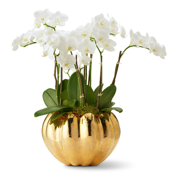 AERIN Mirabelle Cachepot AERIN Mirabelle Cachepot