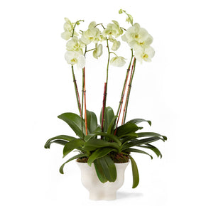 AERIN Corvo Cachepot