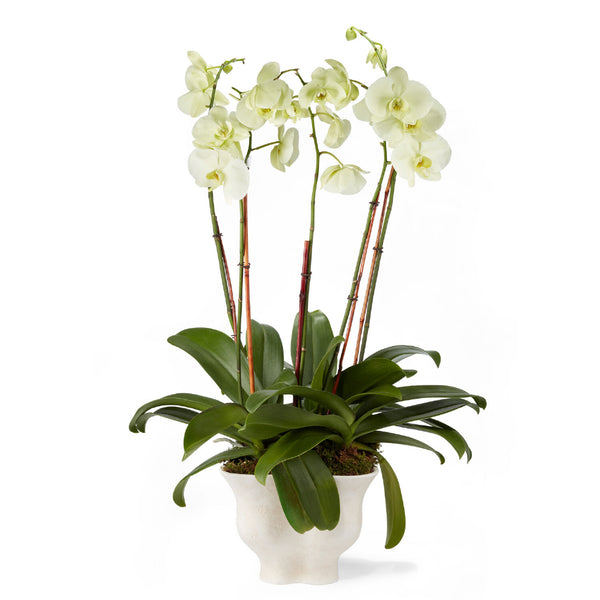 AERIN Corvo Cachepot