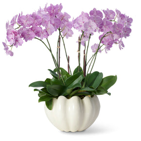 AERIN Mirabelle Cachepot