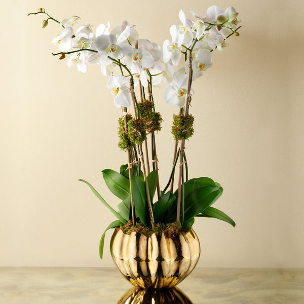 AERIN Mirabelle Cachepot